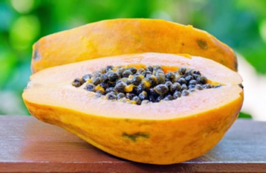 Digestive Enzymes In All Living Plant and Animal Matter Are Essential for Life Digestive Enzymes In All Living Plant and Animal Matter Are Essential for Life